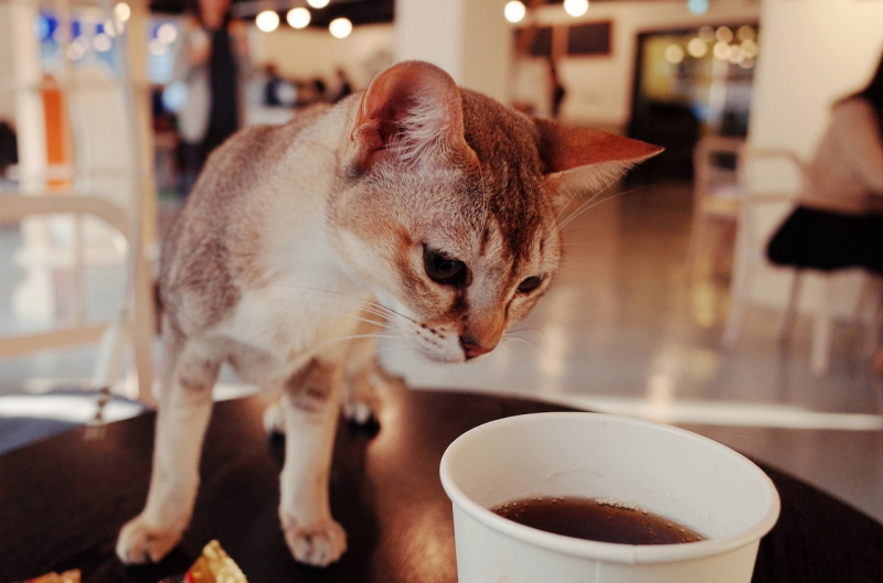 animal-cafes-in-japan--1620958552-1.jpg