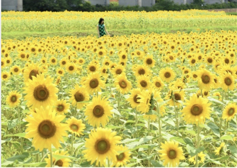 the-best-time-to-see-200000-sunflowers-around-aspia-tamaki-1656889286-1.jpeg