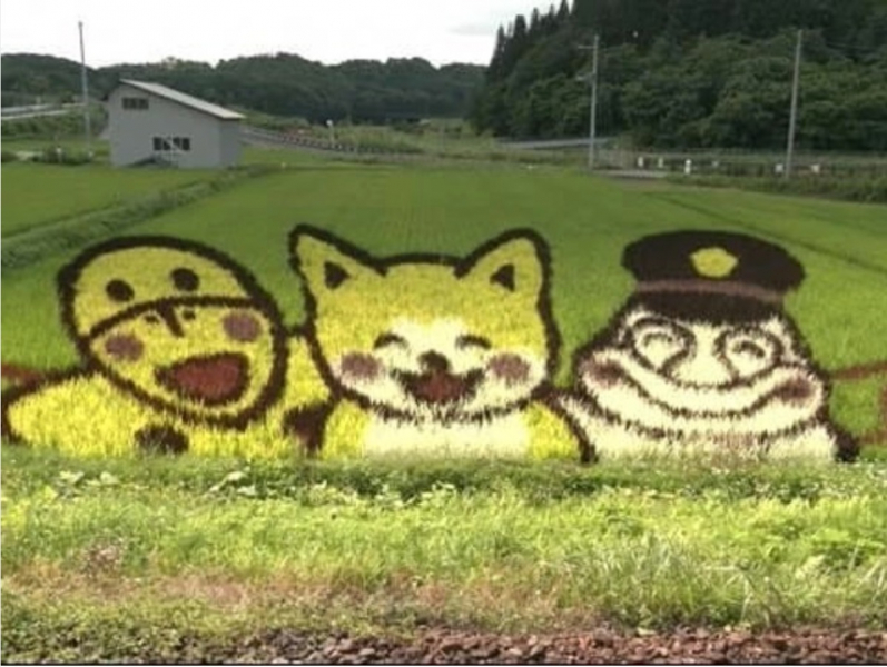 "Rice Field Art" Akita Inu (dog)!