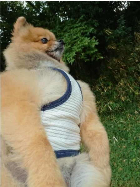 really-muscular-pomeranian-1666317040-1.png