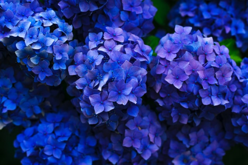 Hydrangea Ajisai The Japanese Flower During The Rainy Season Summer