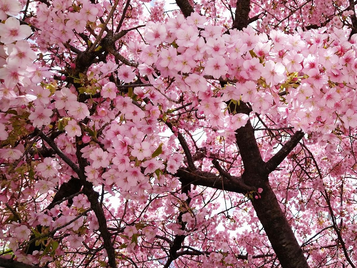 the-kawazu-cherry-blossoms-at-ichijo-momodobashi-bridge-in-kyoto-are-in-full-bloom-and-there-is-a-constant-flow-of-people-enjoying-the-flowers-1710204449.jpg