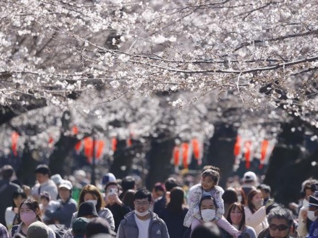 japan-is-predicted-to-be-the-number-one-overseas-destination-for-chinese-people-with-an-increase-in-the-number-of-people-visiting-for-cherry-blossom-viewing-1711506575.jpg