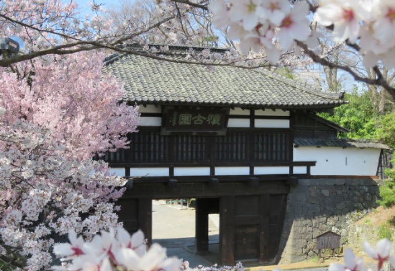 enjoy-japanese-cherry-blossoms-komoro-joshi-kaiko-en-cherry-blossom-festival-2024-1711672256-1.png