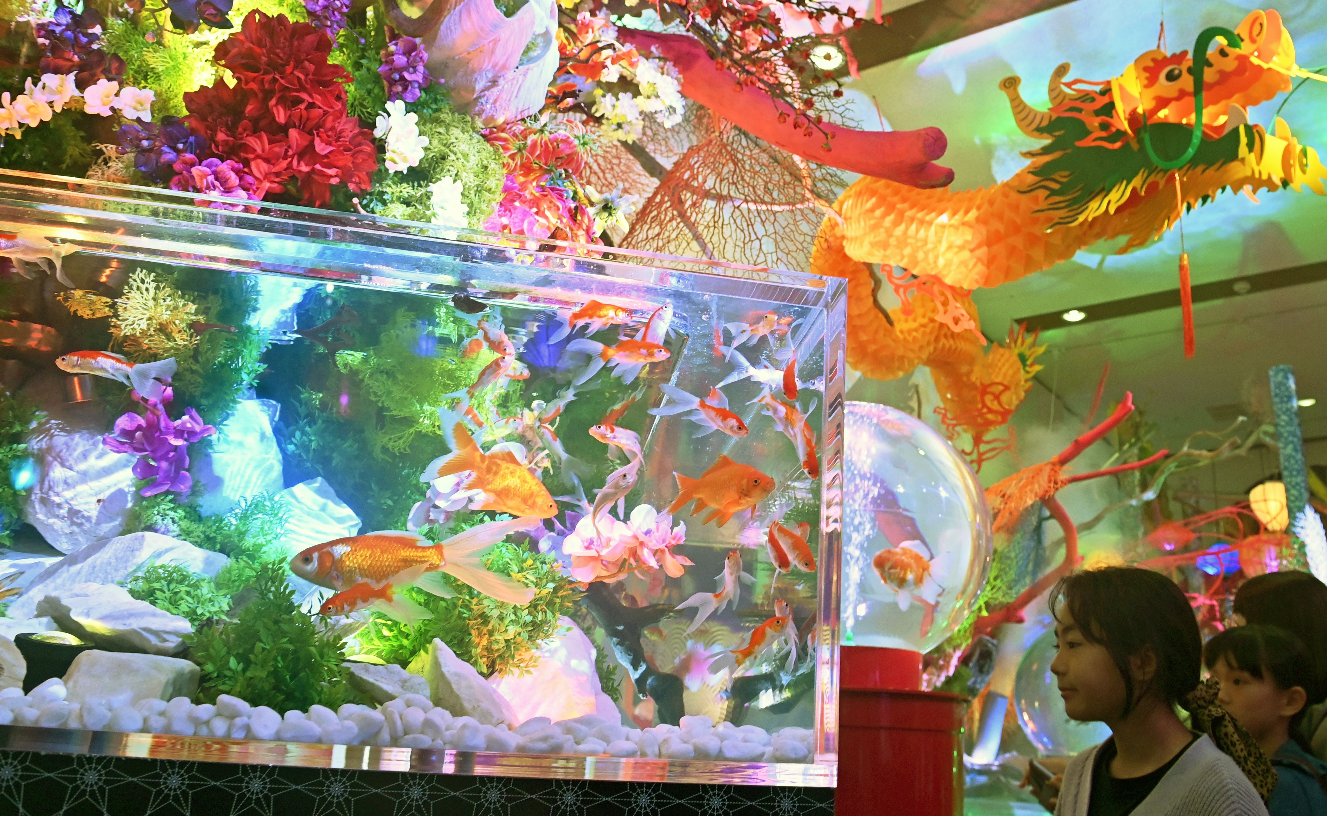 a-world-of-fantasy-with-1000-goldfish-museum-opens-at-rycom-okinawa-38-types-of-domestic-and-overseas-products-are-on-display-video-included-1712194505.jpg