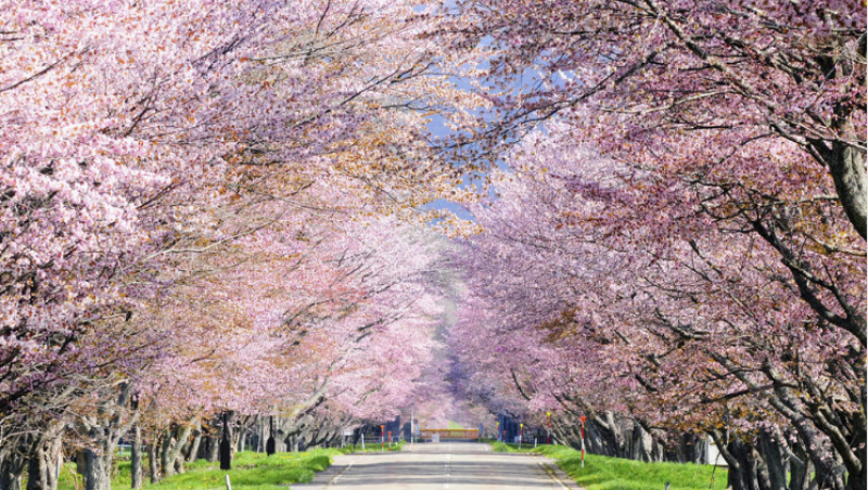 urakawa-town-full-of-charm-and-cherry-blossoms-in-spring-in-japan-1712278338-1.png