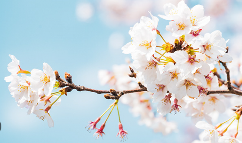 foreign-tourists-flood-japans-cherry-blossom-season-1712539609-1.png