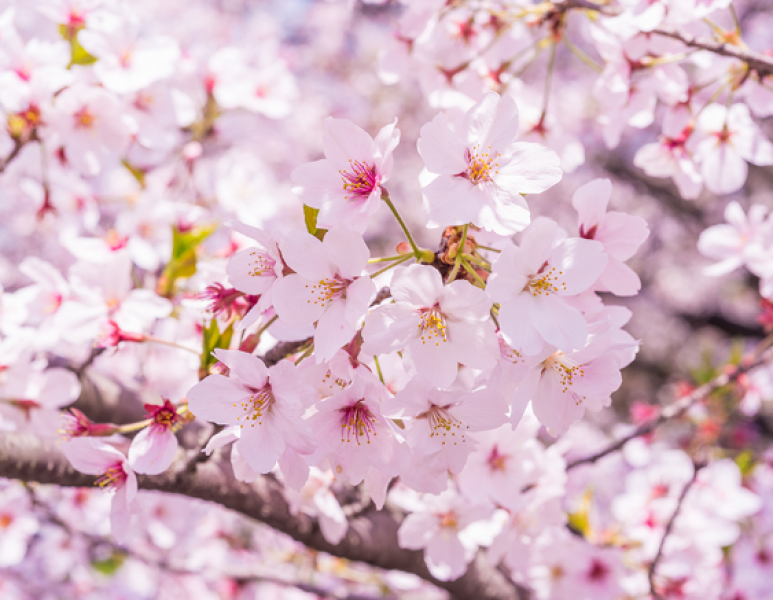 japans-cherry-blossoms-attract-hanami-goers-with-fantastic-lights-1712628329-1.png