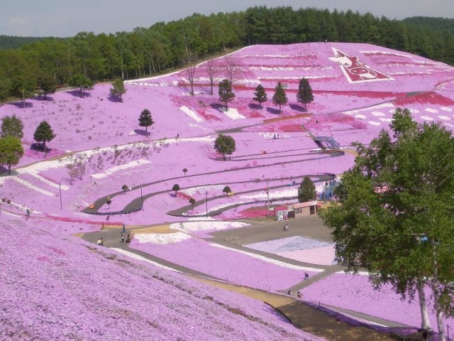 higashimokoto-shibazakura-park-is-a-pink-fantasy-hokkaido-1712710014.jpg