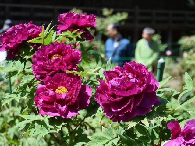 500-button-plants-brightly-colored-red-and-purple-best-time-to-see-them-at-sosa-and-iikoji-temple-1713918658.jpg