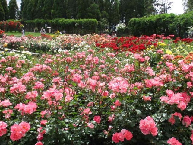 approximately-2500-roses-will-be-in-full-bloom-soon-1715559133.jpg