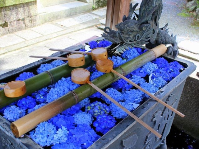 yanagidani-kannonyangokuji-temple-is-a-hidden-spot-for-hydrangeas-kyoto-1715559153.jpg