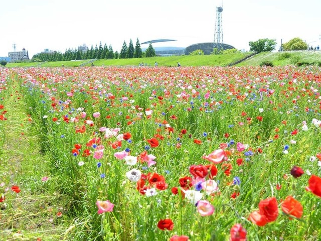 brightly-colored-poppies-and-cornflowers-sway-in-the-breeze-on-the-sagami-river-riverbed-best-to-see-until-late-may-1715818554.jpg