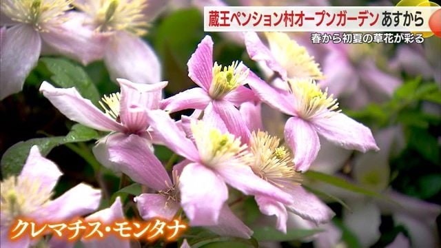 an-open-garden-begins-in-zao-where-you-can-enjoy-flowers-until-early-summer-clematis-and-montana-decorate-the-garden-from-yamagata-1716427705.jpg