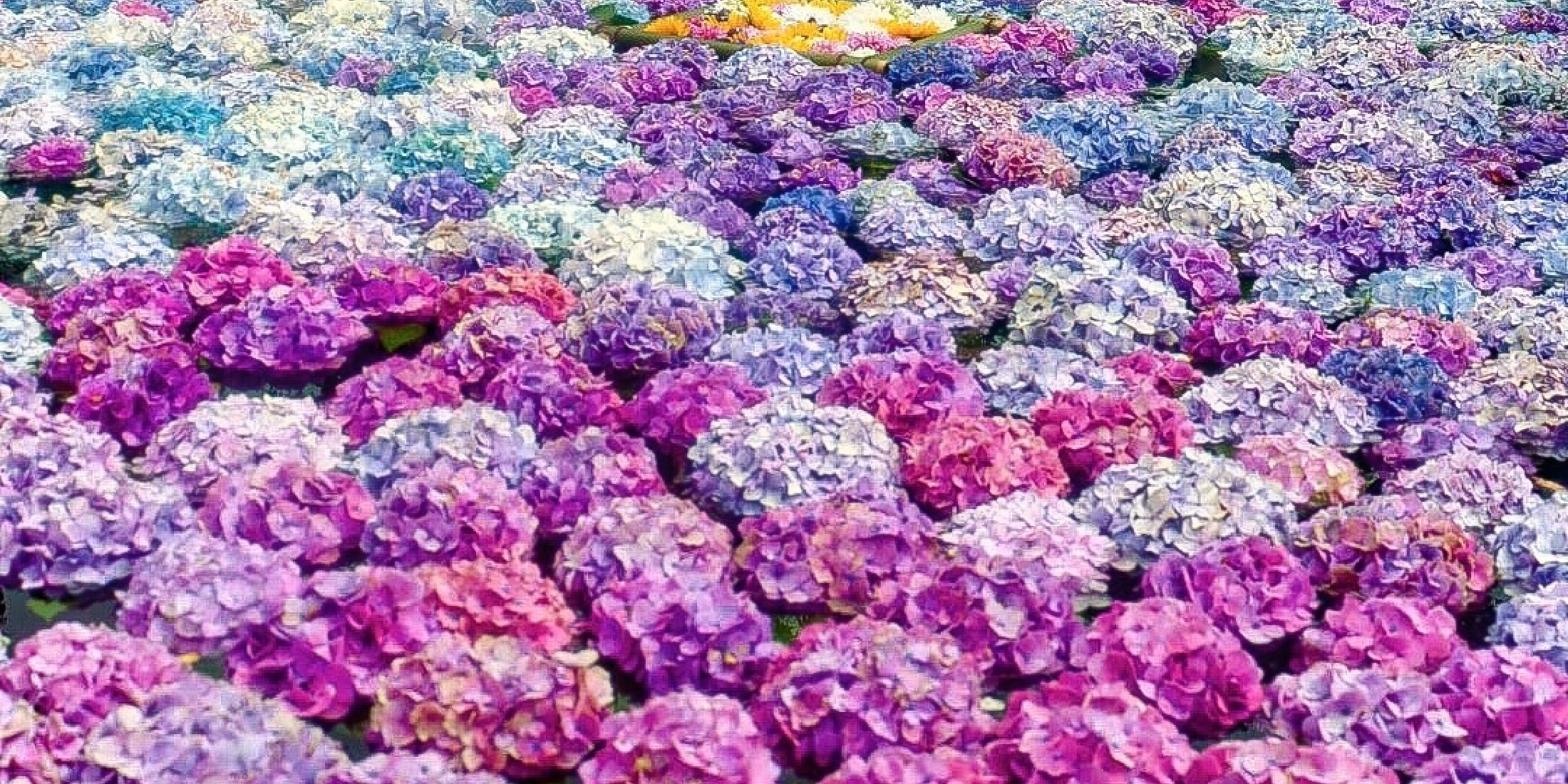 a-festival-where-5000-hydrangeas-bloom-make-sure-to-go-out-on-the-weekend-at-the-kaisei-town-hydrangea-festival-1717378977.jpg