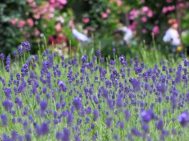 cool-purple-lavender-in-early-summer-the-best-time-to-see-it-at-kobe-nunobiki-herb-garden-1717551897.jpg