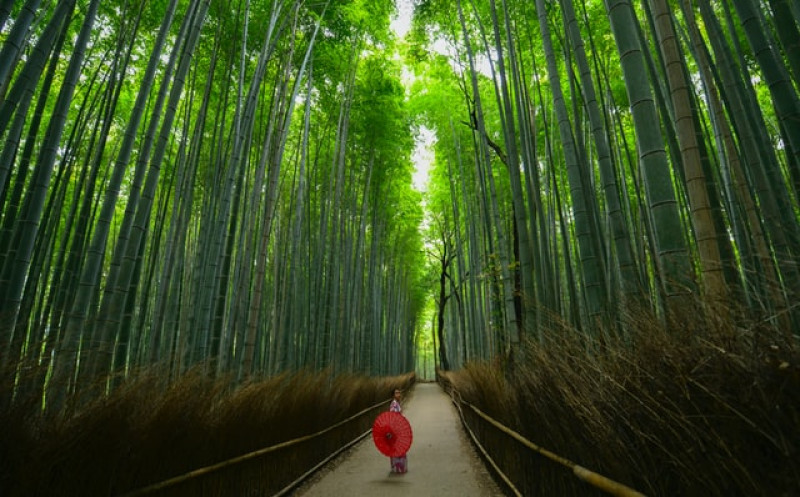 some-bamboo-forest-in-japan-is-one-of-the-worlds-prettiest-groves-1626069238-1.jpg