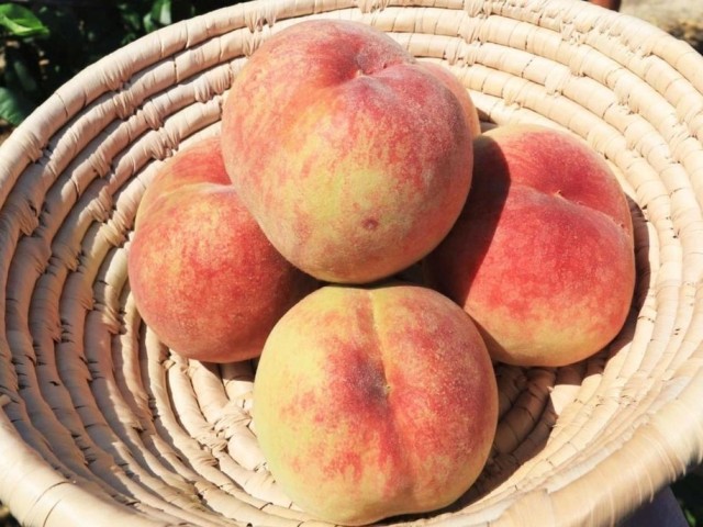 the-taste-of-pink-summer-early-peaches-are-harvested-a-specialty-of-the-kamo-district-of-kawanishi-city-hyogo-prefecture-etc-1718673792.jpg