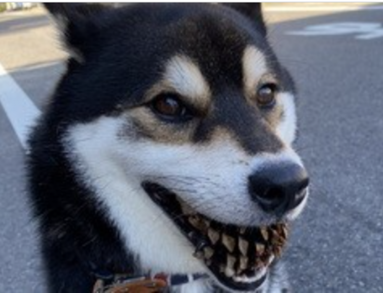 japanese-black-shiba-inu-horror-struck-with-a-pine-cone-in-its-mouth-1722474578-1.png