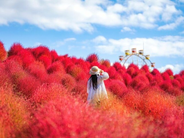 kochia-celosia-and-marigold-flower-fields-are-in-full-bloom-at-tokyo-german-village-1729724889.jpg