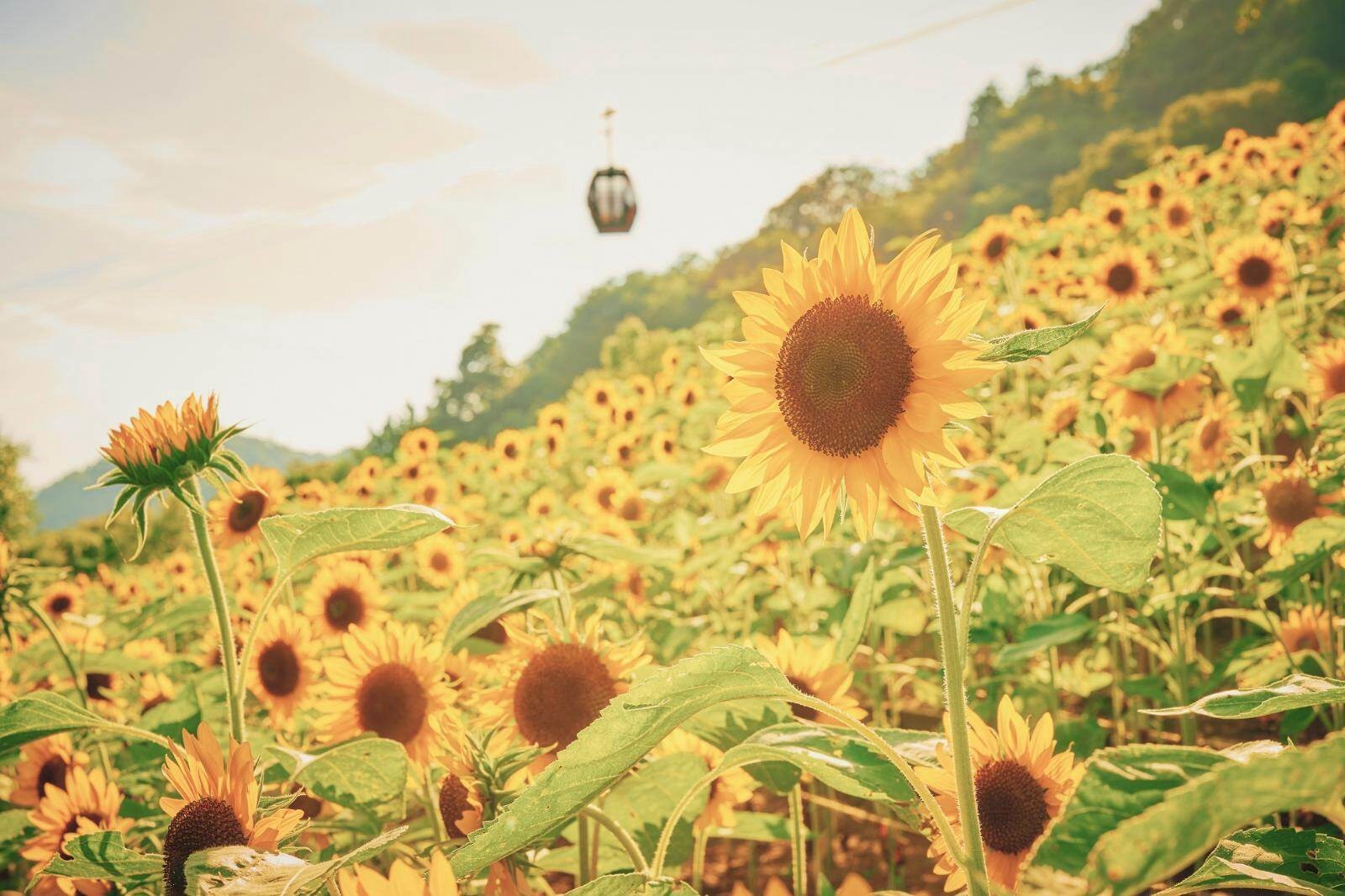 sunflower-fields-at-kobe-nubiki-herb-garden-and-terrace-bar-with-illuminations-of-western-style-ancient-castles-and-night-views-1752191759.jpg