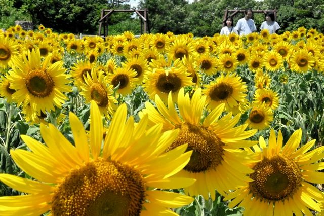 blue-sky-and-yellow-sunflowers-appear-in-full-bloom-in-german-forest-in-akaiwa-city-1753921662.jpg