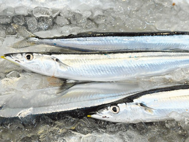 this-years-saury-is-amazing-1757461602.jpg
