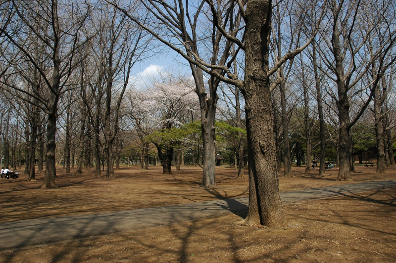 whats-so-great-about-yoyogi-park-1628818176-1.jpg