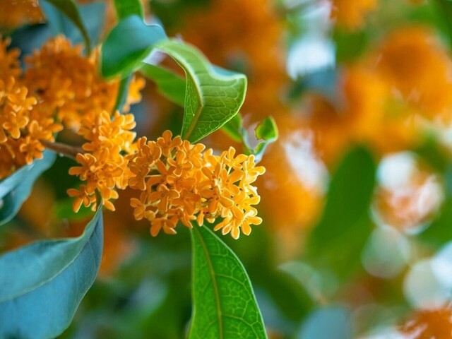 q-some-people-call-the-sweet-scent-of-osmanthus-the-scent-of-the-toilet-why-explained-by-a-japanese-cultural-researcher-1759277268.jpg
