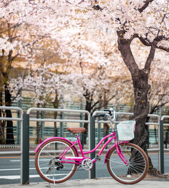 buying-a-bicycle-in-japan-1629169182-1.jpeg