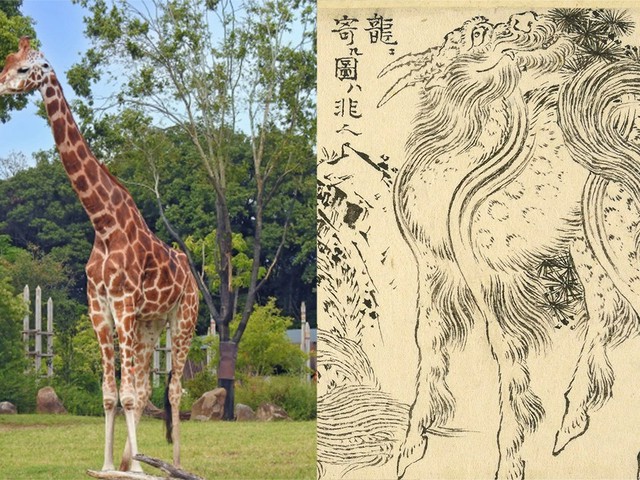 japan-is-the-only-country-in-the-world-that-calls-it-giraffe-what-a-political-production-it-was-to-be-treated-as-a-sacred-beast-kirin-1767915926.jpg