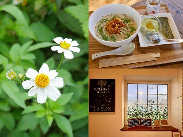 enjoy-okinawan-wild-grass-sashikusa-with-tandan-noodles-sashikusaya-joy-kobo-chaya-where-you-care-about-your-health-and-make-your-body-happy-1769384768.jpg