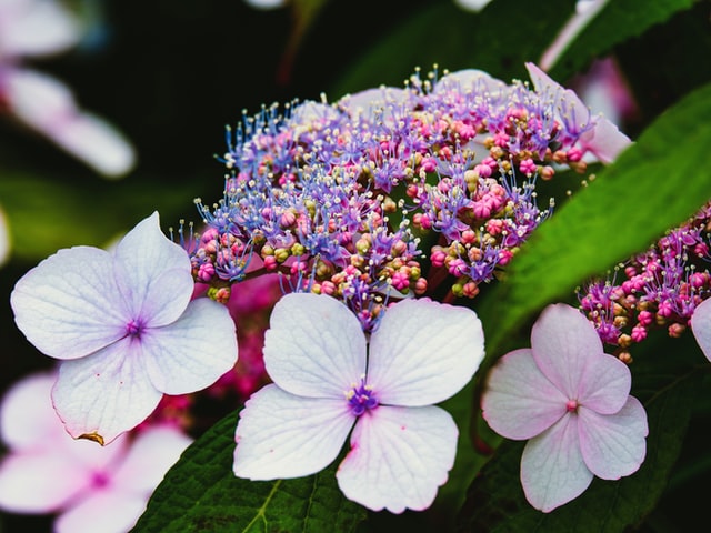 Hydrangea Ajisai The Japanese Flower During The Rainy Season Summer